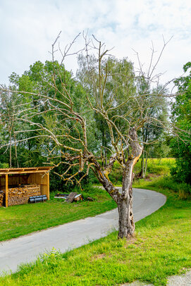 Thumbnail: 04_JA 40693 abgestorbener Apfelbaum.jpg